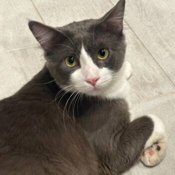 Gerardo -  Domestic Short Hair Cat for Adoption in Liverpool, Texas - Gerardo | PetCurious