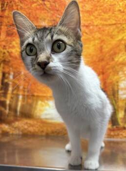 Rescue Domestic Short Hair Cats for Adoption in San Antonio, Texas - Marie Callender | PetCurious