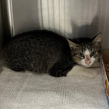 Jackie -  Domestic Short Hair Cat for Adoption in Dickinson, Texas - Jackie | PetCurious