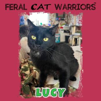 Lucy -  Domestic Short Hair Cat for Adoption in Kingman, Arizona - Lucy | PetCurious