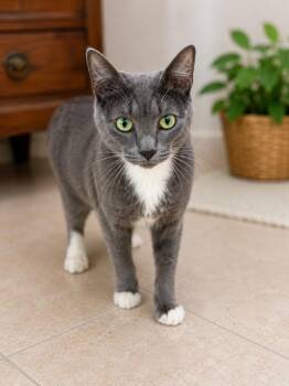 Domestic Short Hair Cats Available for Adoption in Corpus Christi, Texas - Coyote | PetCurious