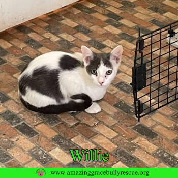 Rescue Domestic Short Hair Cats for Adoption in Pensacola, Florida - Willie | PetCurious