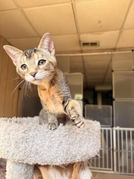 Tabby and Domestic Short Hair Cats Available for Adoption in Greensburg, Pennsylvania - Cinder | PetCurious