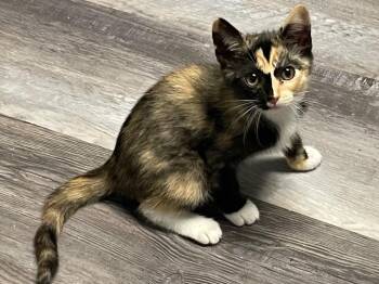 Woodleigh -  Domestic Medium Hair Cat for Adoption in Rossville, Georgia - Woodleigh | PetCurious