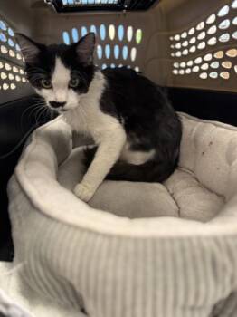 Meechee -  Domestic Short Hair Cat for Adoption in West Chester, Pennsylvania - Meechee | PetCurious