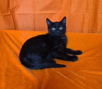 Mahina -  Domestic Short Hair Cat for Adoption in Memphis, Tennessee - Mahina | PetCurious