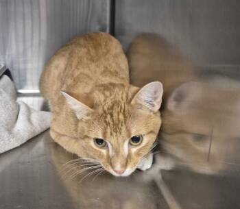 Domestic Short Hair Cats Available for Adoption in Decatur, Illinois - MARK | PetCurious