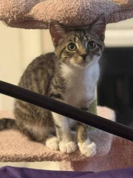 Rescue Domestic Short Hair Cats for Adoption in Mount Laurel Township, New Jersey - Hopscotch Branch | PetCurious