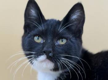 Kai -  Domestic Short Hair Cat for Adoption in Portland, Oregon - Kai | PetCurious