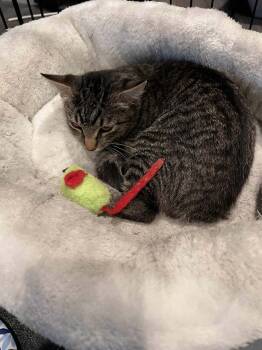 Rescue Domestic Short Hair Cats for Adoption in North Haledon, New Jersey - Reese | PetCurious