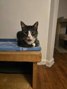 Rescue Tabby Cats for Adoption in Huntington, New York - Aaron (sweet Senior) | PetCurious