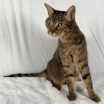 Piglet -  Domestic Short Hair Cat for Adoption in Johnson City, Tennessee - Piglet | PetCurious