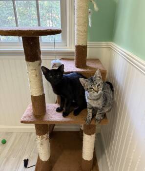 Rescue Domestic Short Hair Cats for Adoption in Grafton, Massachusetts - Pepperflake And Rino (Bonded Pair) | PetCurious