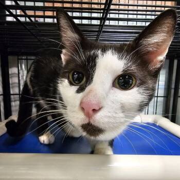 Frigg -  Domestic Short Hair Cat for Adoption in Columbus, North Carolina - Frigg | PetCurious