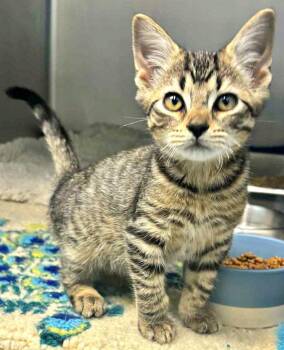 Rescue Domestic Short Hair Cats for Adoption in Lexington, Virginia - Biggie | PetCurious