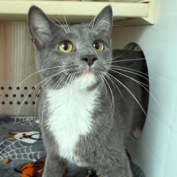 Abracadabra -  Domestic Short Hair Cat for Adoption in Norman, Oklahoma - Abracadabra | PetCurious