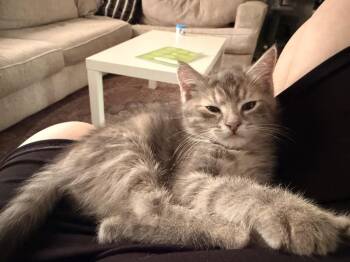 Velociraptor -  Domestic Short Hair Cat for Adoption in Topeka, Kansas - Velociraptor | PetCurious