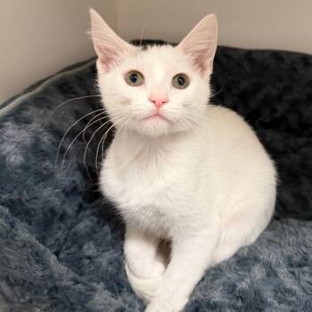Louis -  Domestic Short Hair Cat for Adoption in Stillwater, Oklahoma - Louis | PetCurious