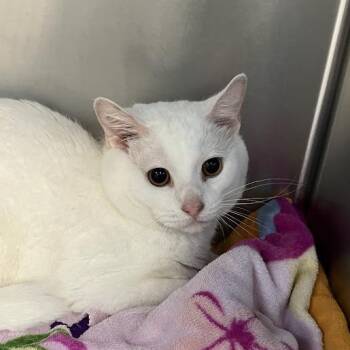 Devon -  Domestic Short Hair Cat for Adoption in Dekalb, Illinois - Devon | PetCurious