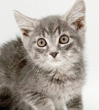 Tyler is a living doll - so sweet floofy and just darn adorable -  Maine Coon and Tabby Cat for Adoption in Bedford Hills, New York - Tyler Is A Living Doll - So Sweet Floofy And Just Darn Adorable | PetCurious