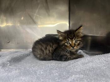 Domestic Short Hair Cats Available for Adoption in Murray, Kentucky - Tatum | PetCurious