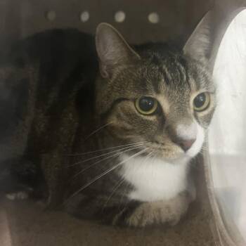 IVHS-Stray-139945 -  Domestic Short Hair Cat for Adoption in San Gabriel, California - IVHS-Stray-139945 | PetCurious