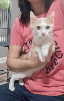 Lenny -  Domestic Short Hair Cat for Adoption in Dickson, Tennessee - Lenny | PetCurious