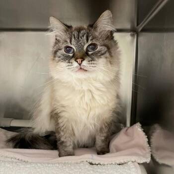 Domestic Long Hair Cats Available for Adoption in Roanoke, Virginia - Abigail | PetCurious