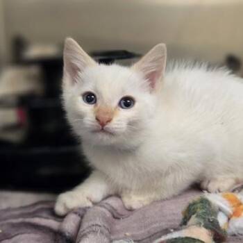Handsome Bobansome -  Domestic Short Hair Cat for Adoption in Westland, Michigan - Handsome Bobansome | PetCurious