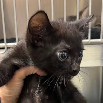 Rescue Domestic Short Hair Cats for Adoption in Galveston, Texas - Raphael | PetCurious