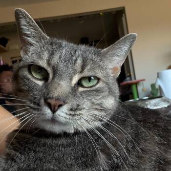Pookie -  Domestic Short Hair and Mixed Breed Cat for Adoption in Matteson, Illinois - Pookie | PetCurious