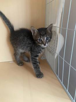 Catra -  Domestic Short Hair Cat for Adoption in San Antonio, Texas - Catra | PetCurious
