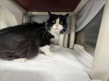 DJ -  Manx Cat for Adoption in Derwood, Maryland - DJ | PetCurious