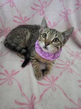 Galaxy -  Domestic Short Hair Cat for Adoption in Mokena, Illinois - Galaxy | PetCurious
