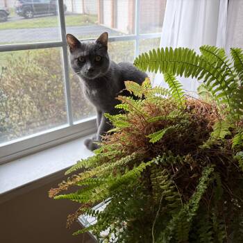 Domestic Short Hair Cats Available for Adoption - Francis  | PetCurious