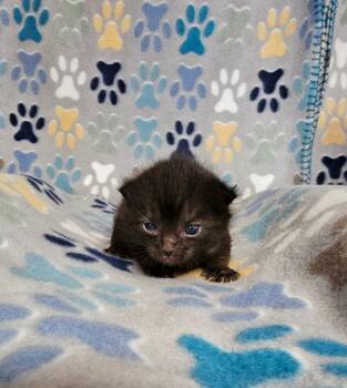 Poppy -  Domestic Short Hair Cat for Adoption in Wabash, Indiana - Poppy | PetCurious