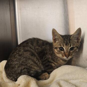 Rescue Domestic Short Hair Cats for Adoption in Asheville, North Carolina - Beanie | PetCurious