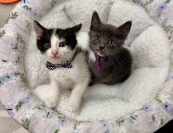 Domestic Short Hair Cats Available for Adoption in San Jose, California - Tocho (bonded W/Pembry) | PetCurious