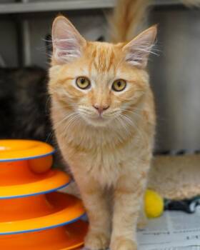 Jim Ryder -  Domestic Medium Hair Cat for Adoption in Novato, California - Jim Ryder | PetCurious