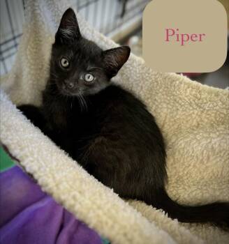 Domestic Short Hair Cats Available for Adoption in Chalfont, Pennsylvania - Piper | PetCurious