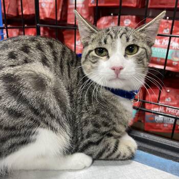 Rescue Domestic Short Hair and Tabby Cats for Adoption - Sylvester | PetCurious