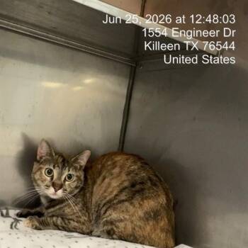 LEILANI -  American Shorthair Cat for Adoption in Killeen, Texas - LEILANI | PetCurious