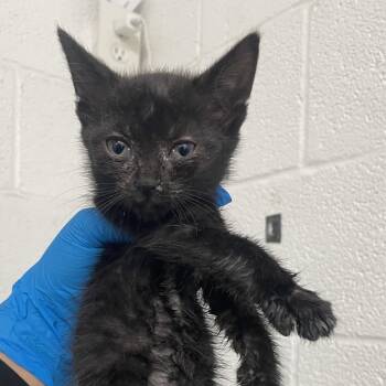 Vanessa -  Domestic Short Hair Cat for Adoption in Edinburg, Texas - Vanessa | PetCurious