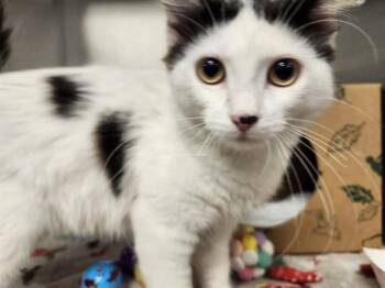 CELESTE -  Domestic Medium Hair Cat for Adoption in St. Louis, Missouri - CELESTE | PetCurious