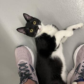 Dusty (Jinx) -  Domestic Short Hair Cat for Adoption in Bedford, New Hampshire - Dusty (Jinx) | PetCurious