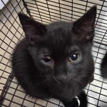 Brad Pitt -  Domestic Short Hair Cat for Adoption in Lake Panasoffkee, Florida - Brad Pitt | PetCurious