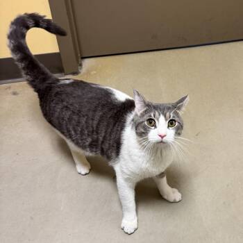 Domestic Short Hair Cats Available for Adoption in Baltimore, Maryland - Sir Smoker The Stinkiest | PetCurious