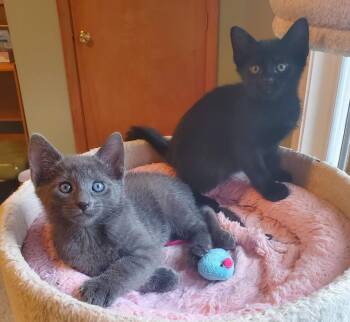 Dazzle & Doodle -  Domestic Short Hair Cat for Adoption in Medfield, Massachusetts - Dazzle & Doodle | PetCurious