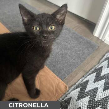 Rescue Domestic Short Hair Cats for Adoption in Toronto, Ontario - Citronella | PetCurious