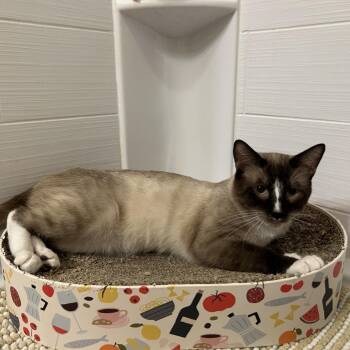 Gravy -  Domestic Short Hair Cat for Adoption in Salt Lake City, Utah - Gravy | PetCurious